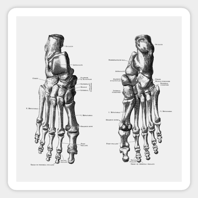 Foot and Ankle Skeletal Diagram Sticker by Vintage Anatomy Prints